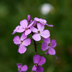 Image showing Wild Purple Flower