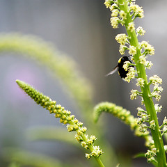 Image showing Bee on Wild Flower