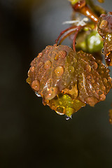 Image showing raindrops on leaf