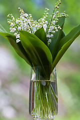 Image showing Lilies of the valley