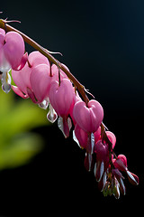 Image showing bleeding heart