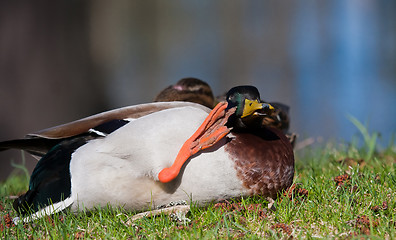 Image showing itching