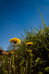 Image showing dandelions