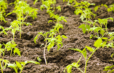 Image showing Tomato bush