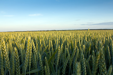 Image showing  unripe wheat