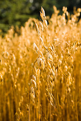 Image showing  ripened oats,