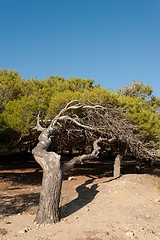 Image showing Windswept pine trees