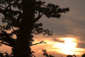 Image showing Sunset with Pine