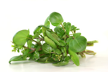 Image showing Watercress