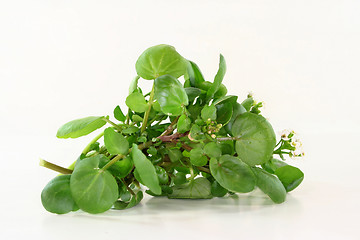 Image showing Watercress