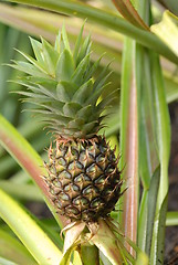 Image showing Pineapple plantation