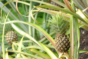 Image showing Pineapples plantation