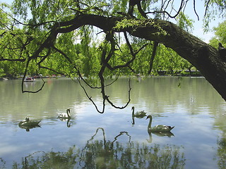 Image showing Swan pond