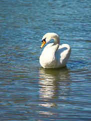 Image showing Swan