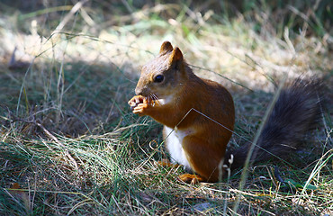 Image showing Red Squirrel Eating Nuts