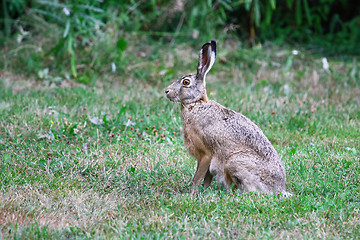 Image showing Sitting Hare