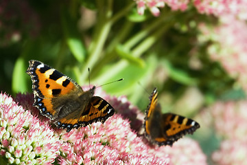 Image showing Butterfly