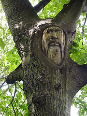 Image showing Tree-face