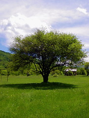 Image showing Holy Tree