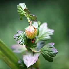 Image showing Gooseberry