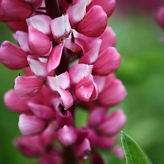 Image showing Red Lupin