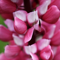Image showing Pink Lupin