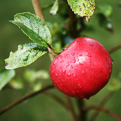 Image showing Red Apple