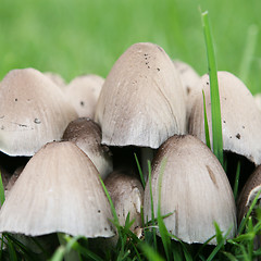 Image showing Wild Mushrooms