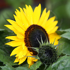 Image showing Sunflower