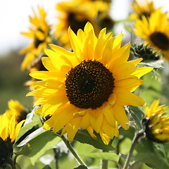 Image showing Sunflower