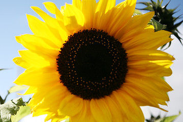 Image showing Sunflower