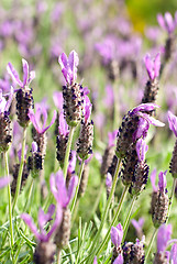 Image showing Heather Calluna vulgaris bush