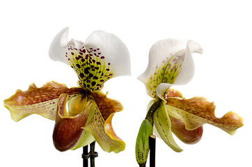 Image showing Close up of orchid (Paphiopedilum Maudiae) 