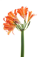 Image showing Orange lilys