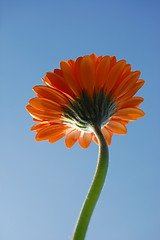 Image showing Gerbera daisy