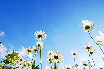 Image showing daisy flower under blue sky