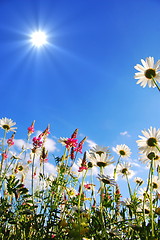 Image showing flowers on meadow in summer