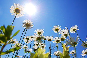 Image showing daisy flower in summer with blue sky