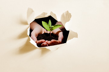 Image showing hole in paper and plant in hands