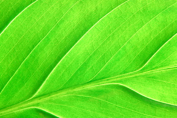 Image showing structure of a leaf