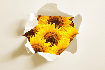 Image showing flower behind hole in paper