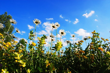 Image showing daisy flowers in summer