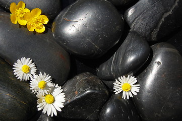 Image showing daisy flowers on black stones