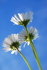 Image showing daisy under blue sky