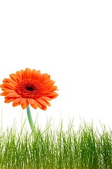 Image showing isolated flower background