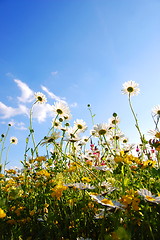 Image showing flowers from below