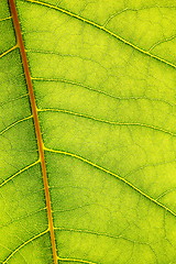 Image showing green leaf background
