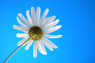 Image showing daisy from beliw in summer under blue sky