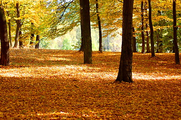 Image showing forest and garden with golden leaves at fall