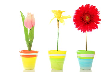 Image showing flowers in pot